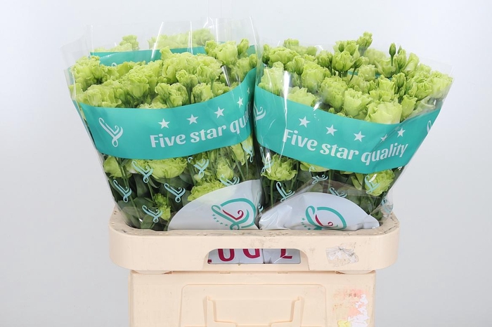 <h4>Eus G Rosan Emerald</h4>