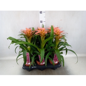 Guzmania  'Melissa'