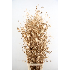 Betula met Blad Antique Gold