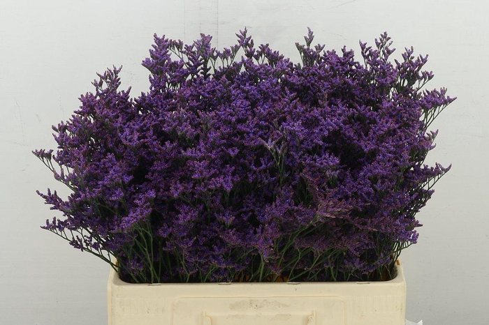 <h4>Lim Shooting Star</h4>