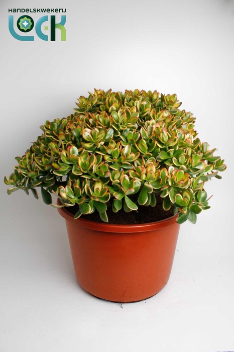 <h4>Crassula Sunset</h4>