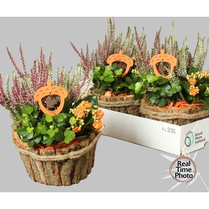 ARR TUINPLANTEN