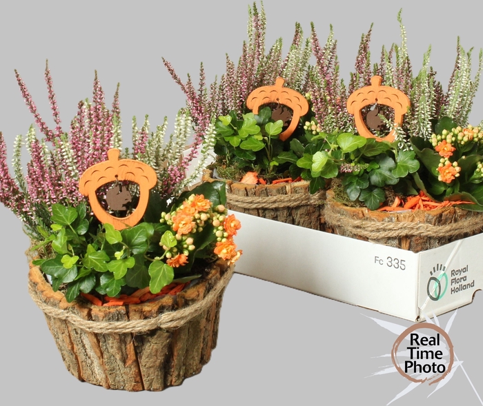 <h4>ARR TUINPLANTEN</h4>