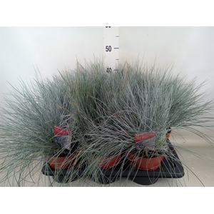 Festuca glauca 'Intens Blue'
