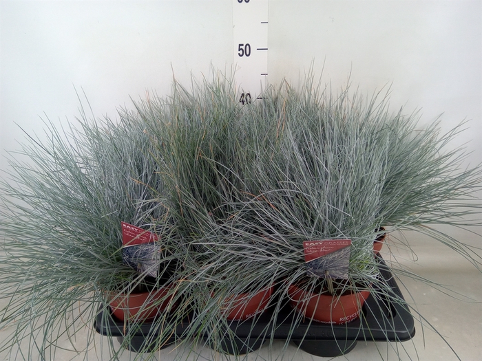 <h4>Festuca glauca 'Intens Blue'</h4>