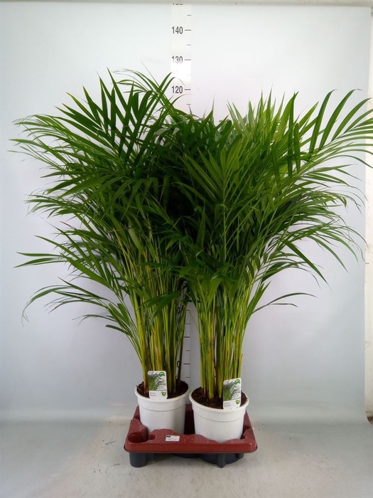 <h4>Dypsis lutescens   ...Chrysalidoca</h4>