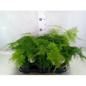 Asparagus setaceus