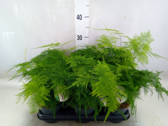 <h4>Asparagus setaceus</h4>