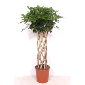 Schefflera arboricola ' Compacta'