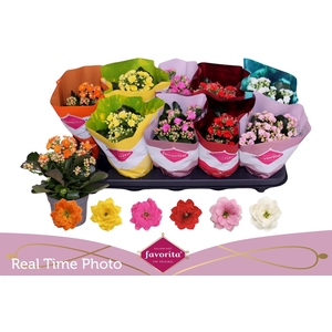 KAL GE PERF GEM 6 KL