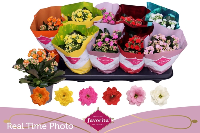 <h4>KAL GE PERF GEM 6 KL</h4>