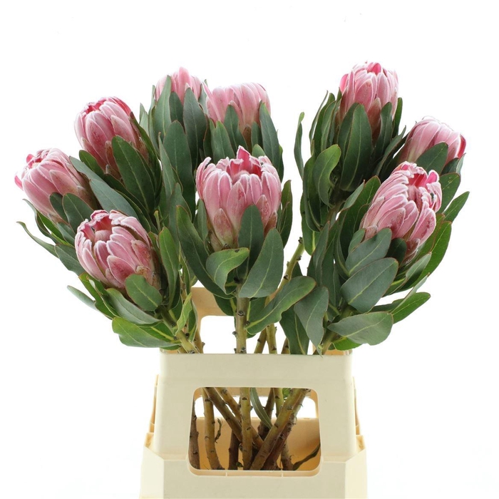 <h4>PROTEA PINK ICE</h4>