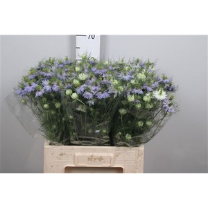 Nige D Clou Lavender