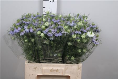 <h4>Nige D Clou Lavender</h4>
