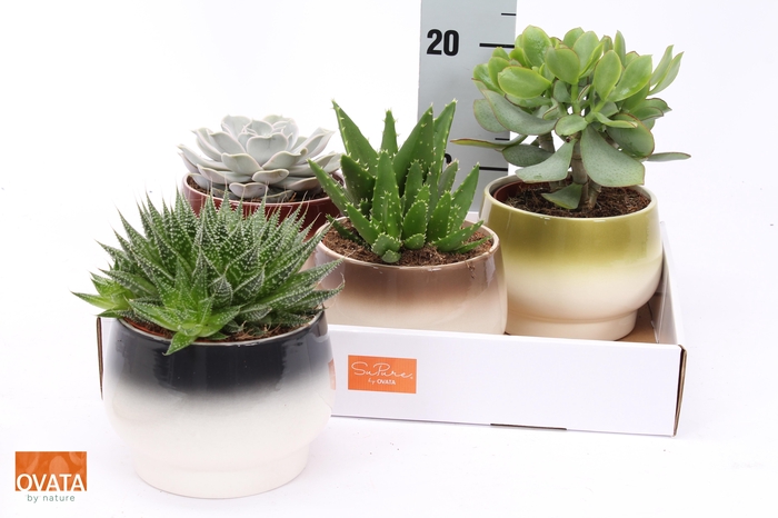 <h4>SUCC GEM 4 SRT</h4>