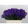 Limonium sinuatum Navy Sun Birds