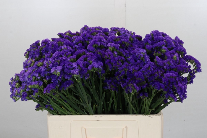 <h4>Limonium sinuatum Navy Sun Birds</h4>