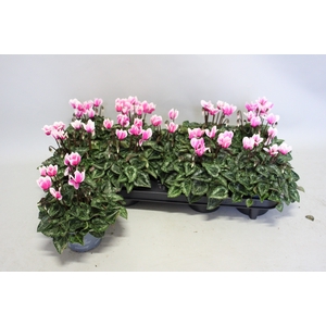 Cyclamen Super Serie Fuji Neon Pink