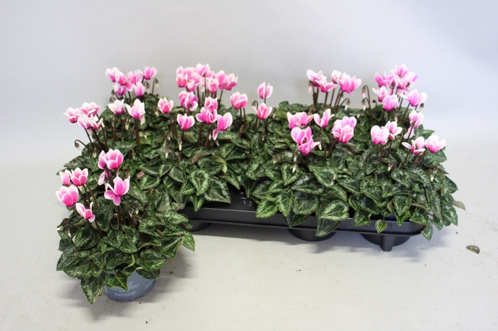 <h4>Cyclamen Super Serie Fuji Neon Pink</h4>