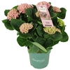 Hydrangea Macrophylla rose Magical Revolution 7/8 kop