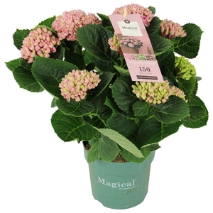 Hydrangea Macrophylla rose Magical Revolution 7/8 kop