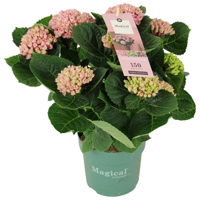 <h4>Hydrangea Macrophylla rose Magical Revolution 7/8 kop</h4>