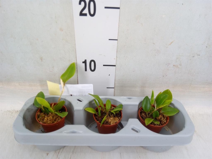 <h4>Planten   ... L%</h4>