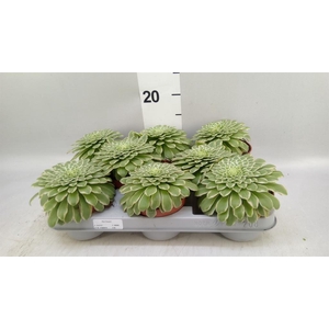 Aeonium tabuliforme