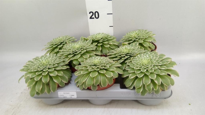 <h4>Aeonium tabuliforme</h4>