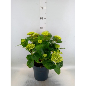 Hydrangea mac. 'Early'
