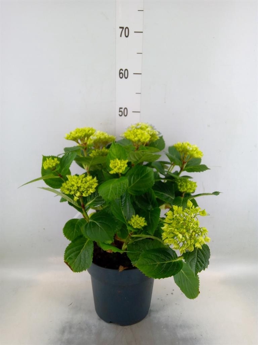 <h4>Hydrangea mac. 'Early'</h4>