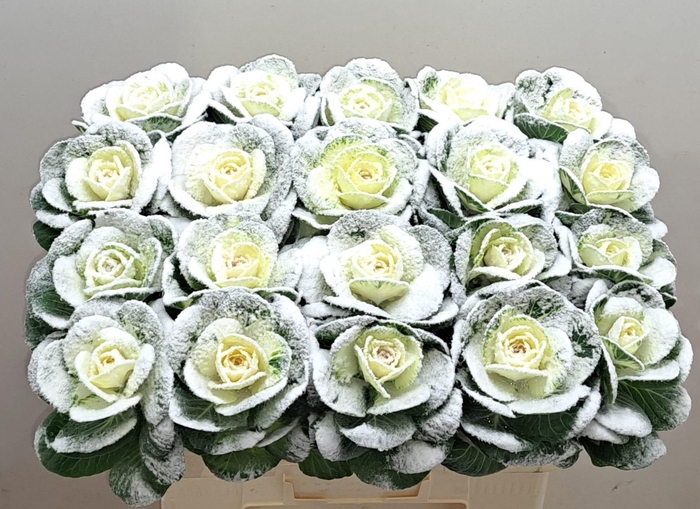 <h4>BRASS KLB H%</h4>