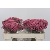 Ozothamnus Booming Pink