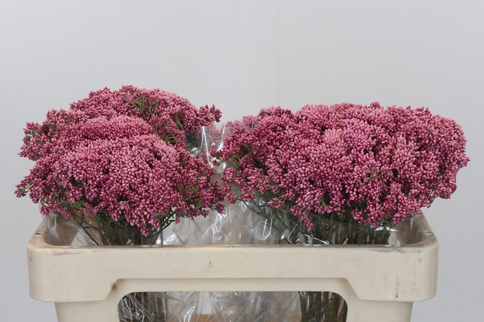 Ozothamnus Booming Pink
