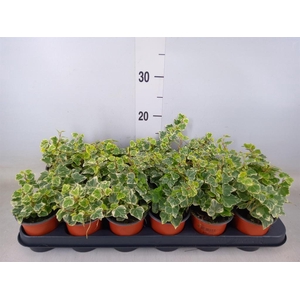 Hedera helix 'White Wonder'