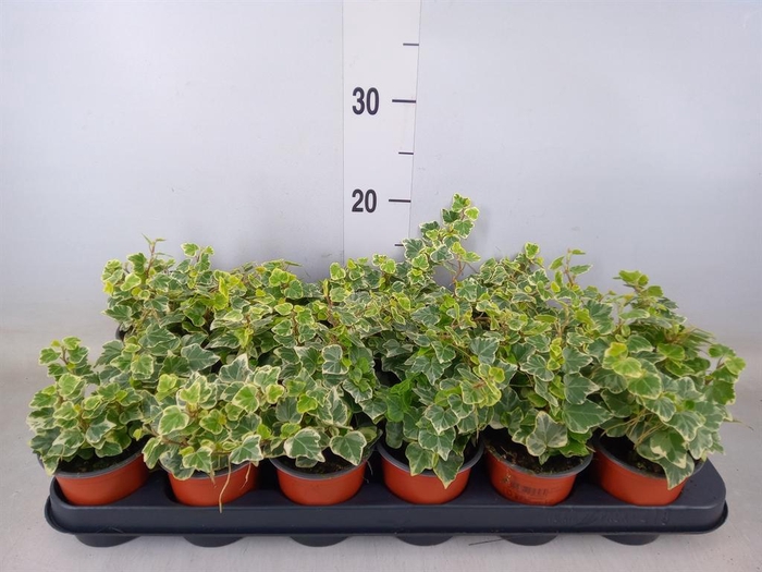 <h4>Hedera helix 'White Wonder'</h4>