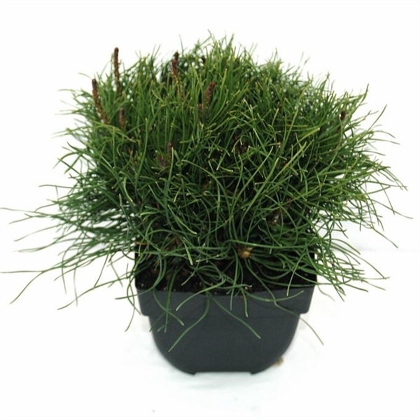Pinus mugo mughus P17