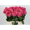 Dahlia Barbados