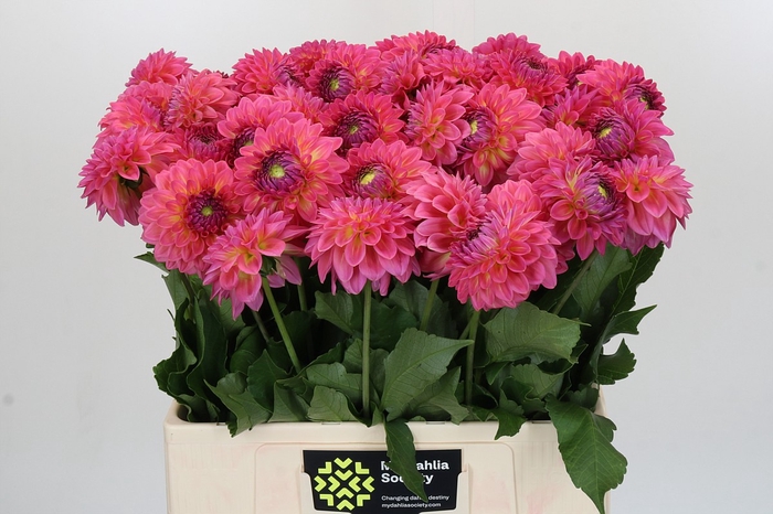 Dahlia Barbados
