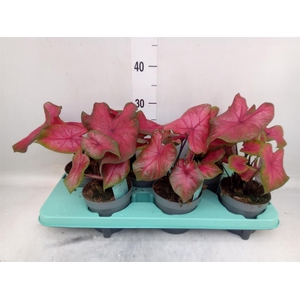 Caladium   ...