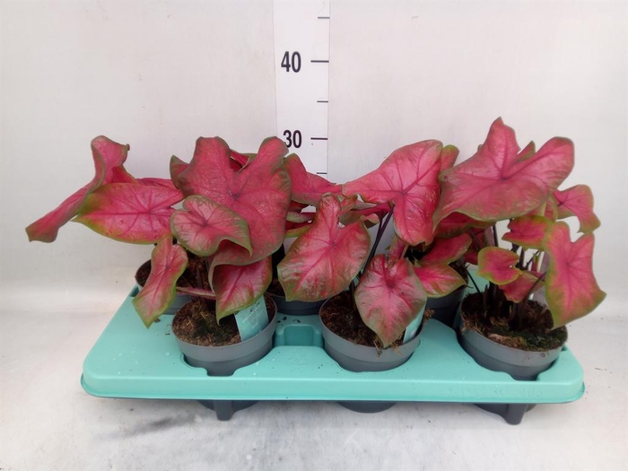 <h4>Caladium   ...</h4>