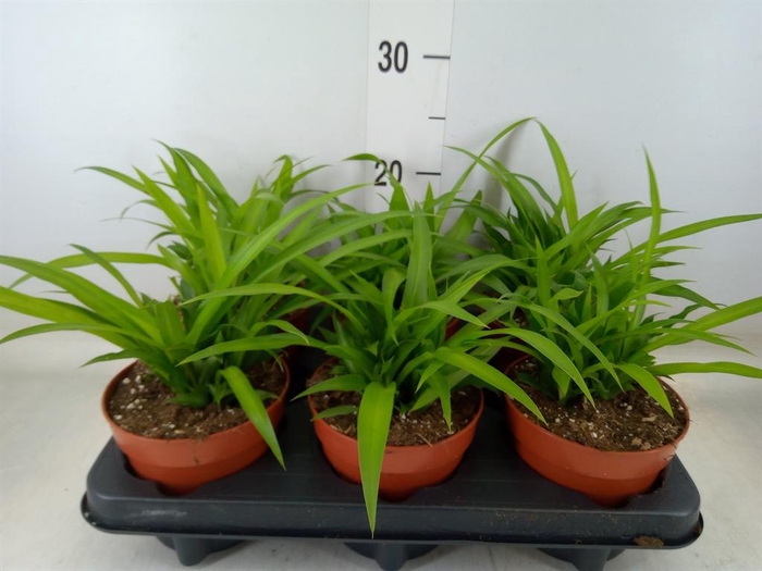 <h4>Chlorophytum com. 'Lemon'</h4>