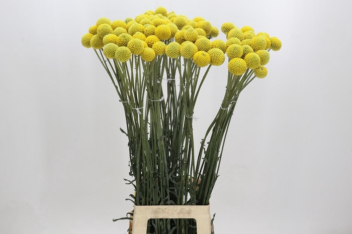 <h4>Craspedia Yellow</h4>