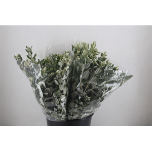 Pittosp Ralphi Leaves 200gr P Bunch