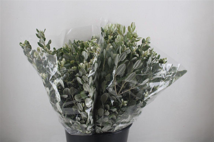 <h4>Pittosp Ralphi Leaves 200gr P Bunch</h4>