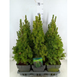 Picea glauca 'Perfecta'
