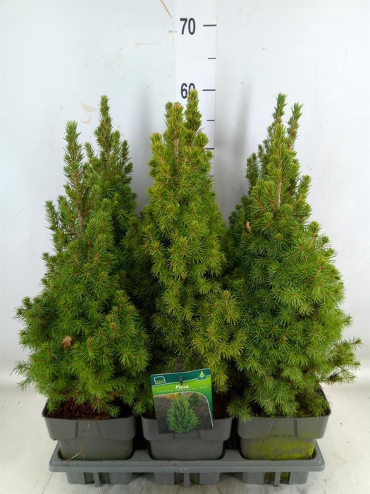 <h4>Picea glauca 'Perfecta'</h4>