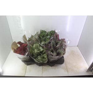 BEGONIA BELEAF P15 PO