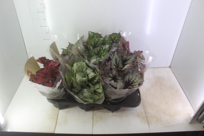 <h4>BEGONIA BELEAF P15 PO</h4>