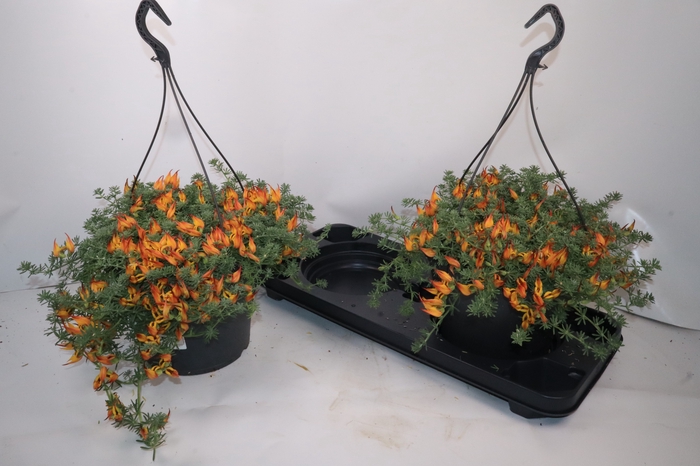 <h4>LOTUS BERTHELOTII</h4>